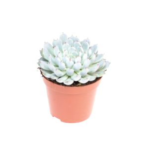 כפנית אלגנט בלו - Echeveria Elegant Blue
