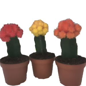 קקטוס מורכב מיקס - Cactus Geent Mix