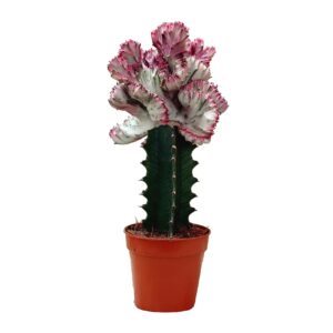 חלבלוב מורכב - Euphorbia Lactea cristata