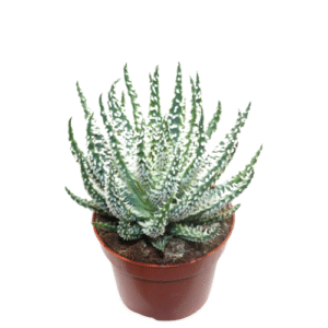 אלוי הומיליס - Aloe Humilis