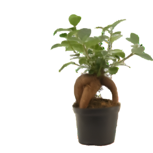 פיקוס ג’ינסנג רטוסה - Ficus Ginseng Retusa