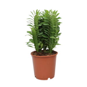 חלבלוב טריגונה - Euphorbia Trigona