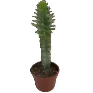 חלבלוב מרמורטה מגוון - Euphorbia Ingens marmorata