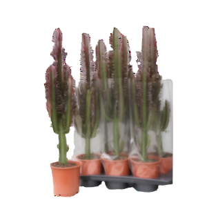 חלבלוב טריגונה רוברה - Euphorbia Trigona Rubra