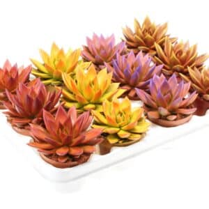 כפנית ביקולור - Echeveria Rainbow bicolor