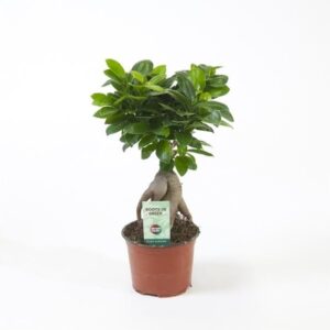 פיקוס מיקרוקרפה ג’ינסנג - Ficus Microcarpa Ginseng