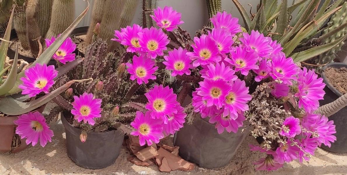 Echinocereus penialophus