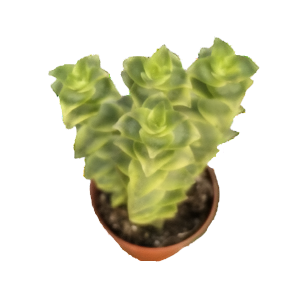 קרסולה פרפורטה טריקולור - Crassula Perforata tricolor