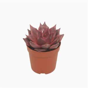 כפנית טאורוס - Echeveria Taurus