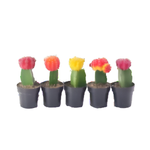 קקטוס מורכב מיקס - Cactus Geent Mix