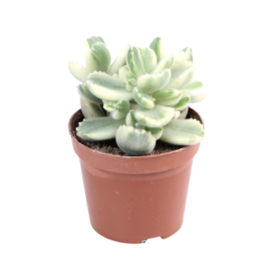 קוטילדון ליידיסמיטנס וורייגאטה - Cotyledon ladysmithiensis variegata