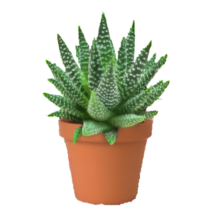 הוורתיה רויאל אלברט - Haworthia Royal Albert