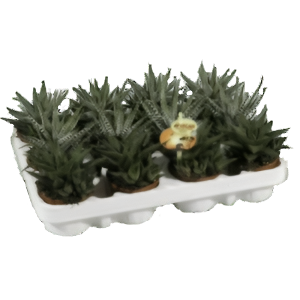 הוורתיה מיקס 9 - Haworthia Mix 9