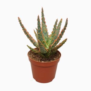אלוי ויטרו - Aloe Vitro