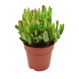 קרסולה שופרות - Crassula Hobbit