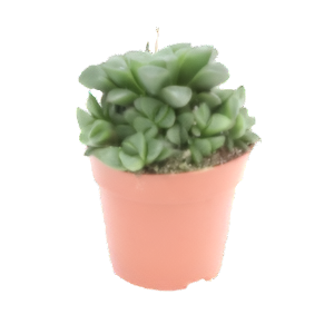 הוורתיה רטוסה - Haworthia Retusa