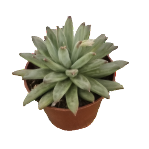 כפנית הוקרי - Echeveria hookerii