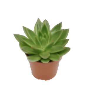 כפנית אגוויידס - Echeveria Agavoides