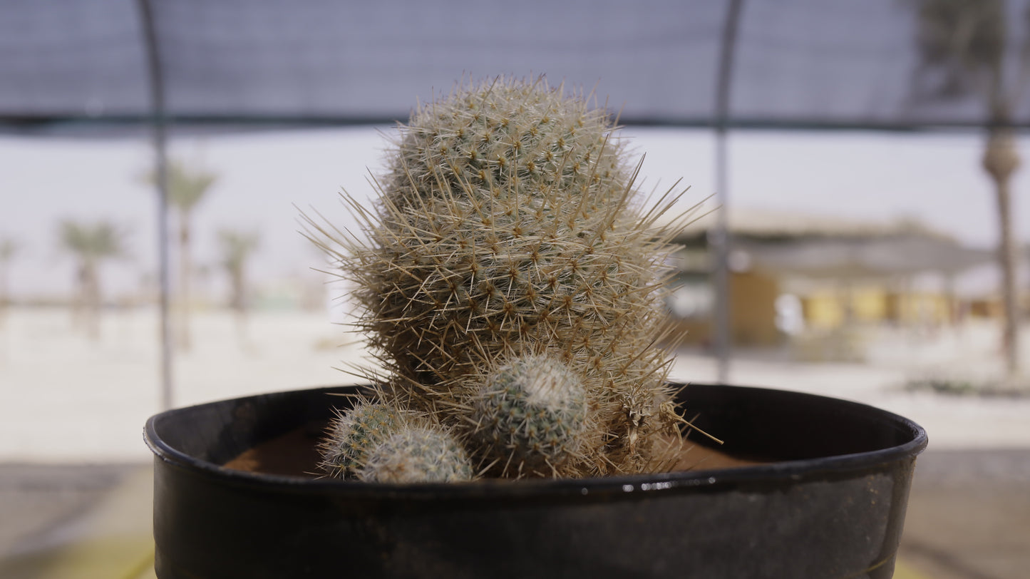 Mammillaria supertexta