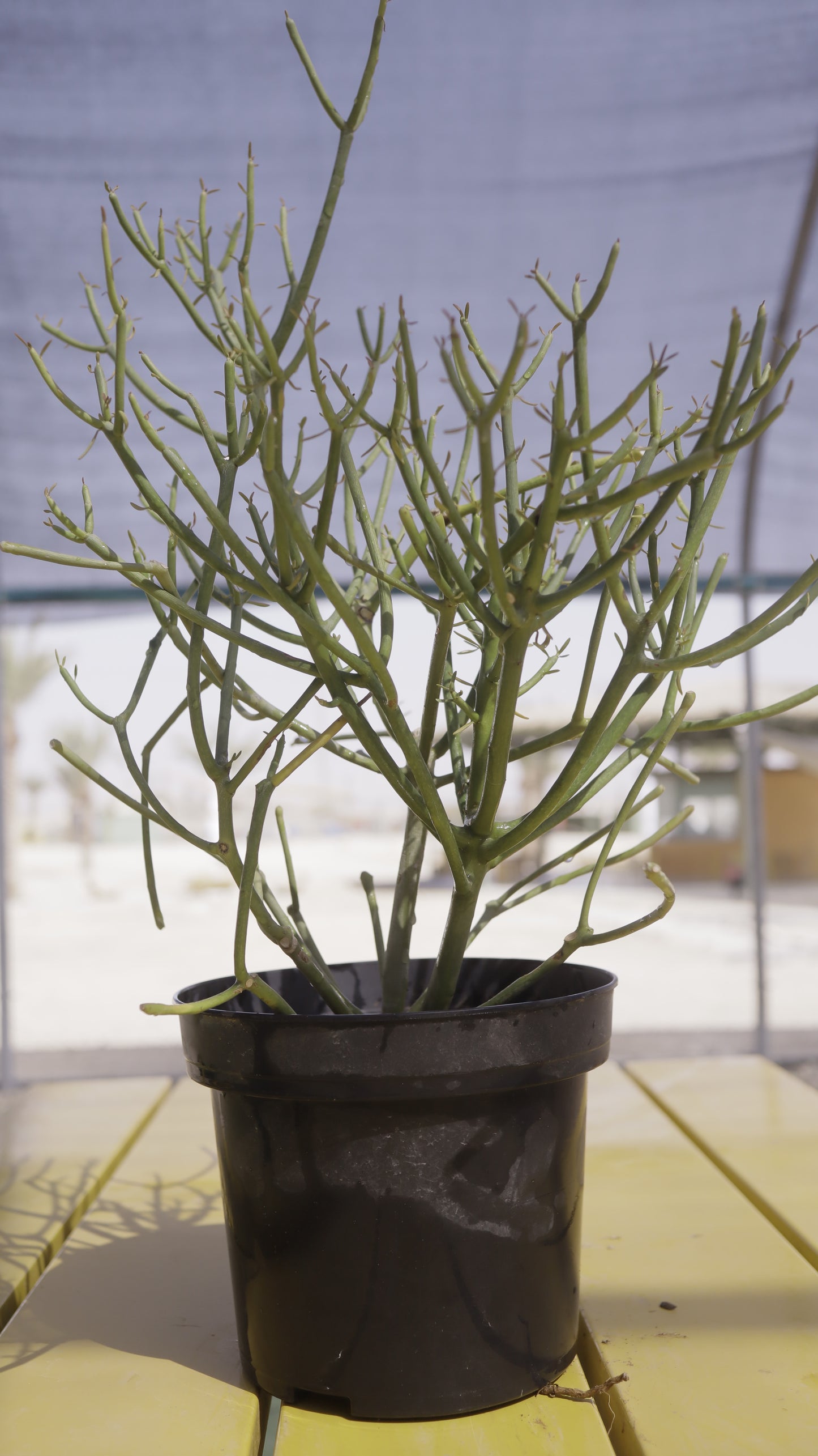 Euphorbia tirucalli