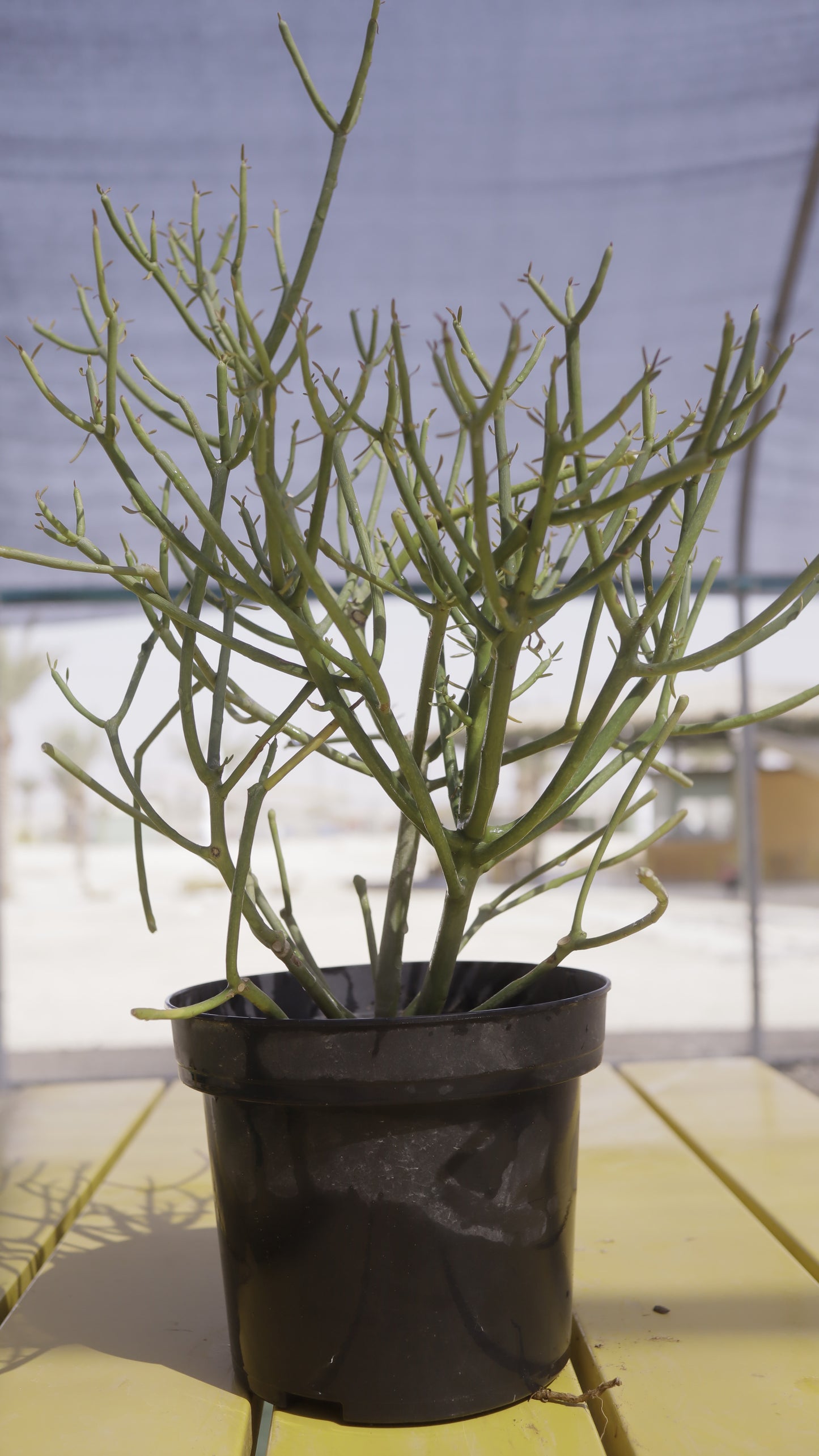 Euphorbia tirucalli