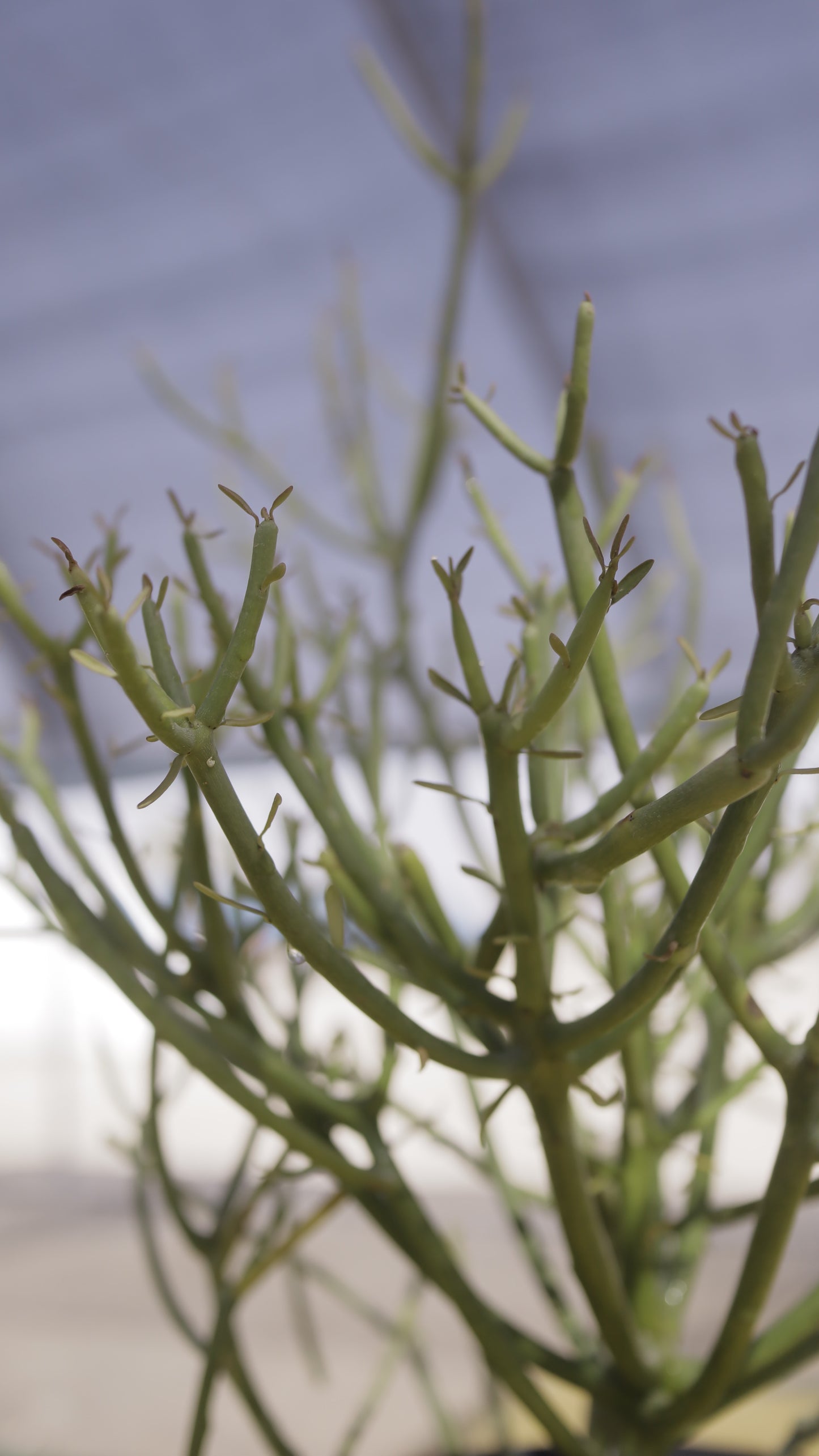 Euphorbia tirucalli