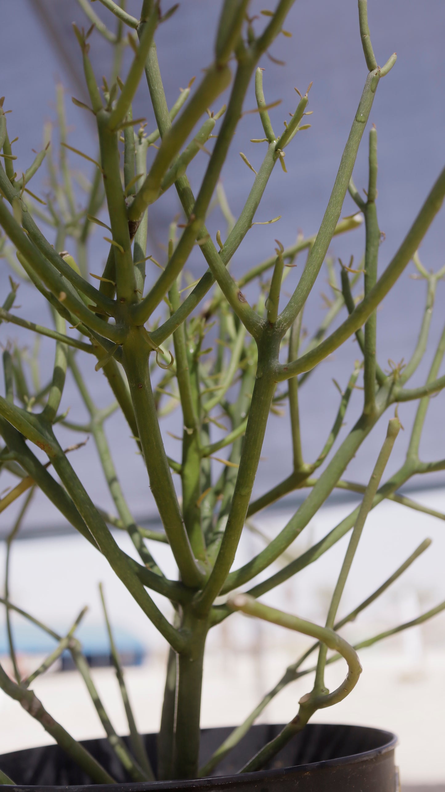 Euphorbia tirucalli