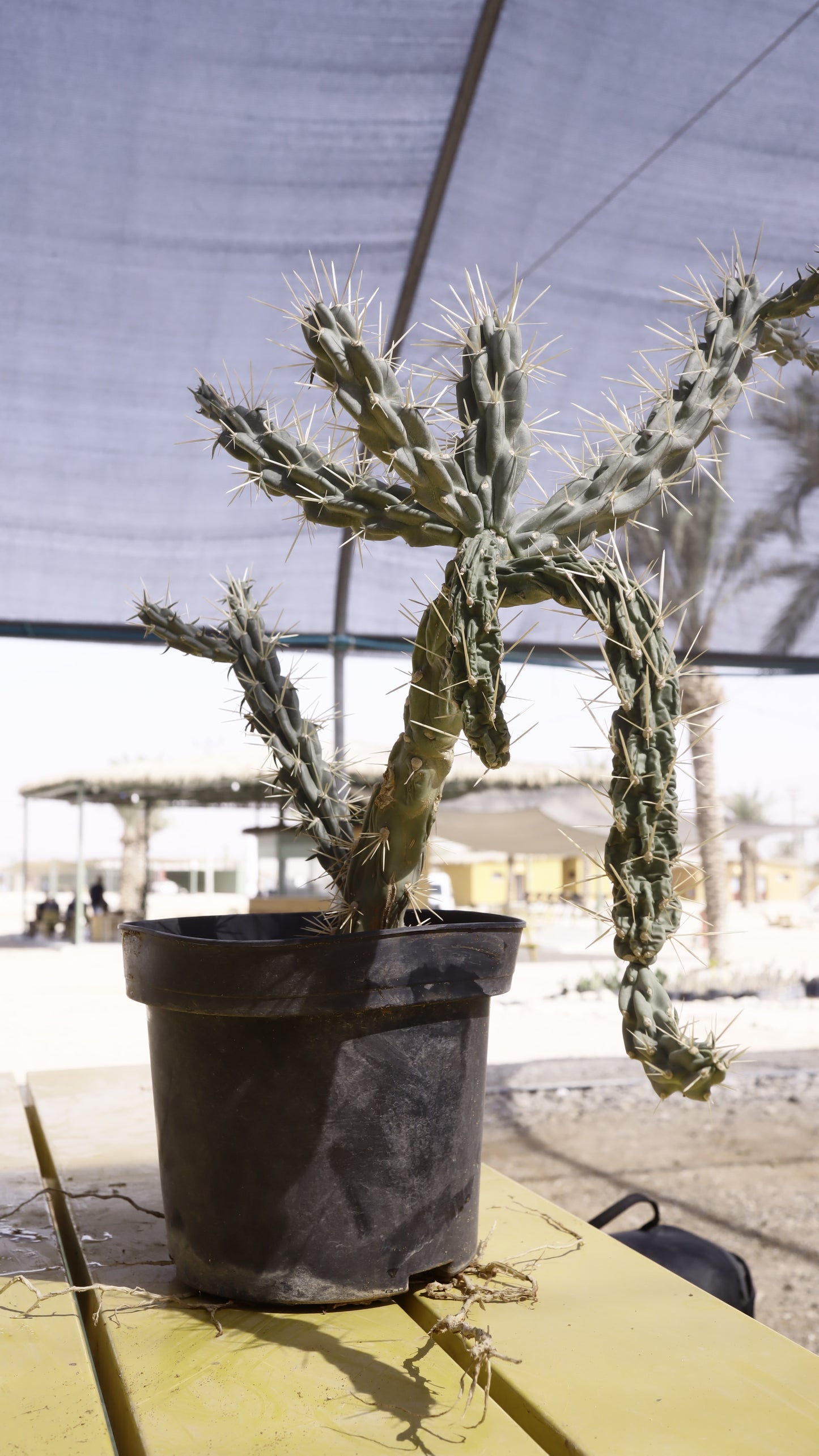 Opuntia imbricata