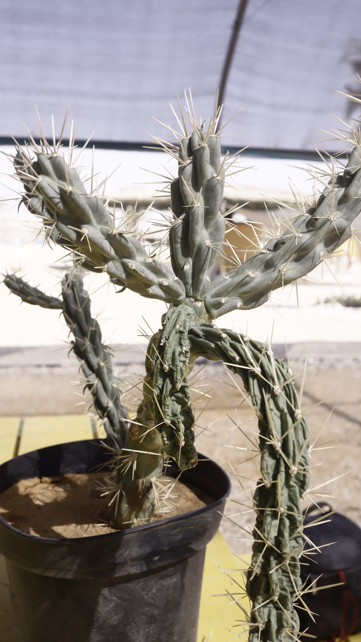 Opuntia imbricata