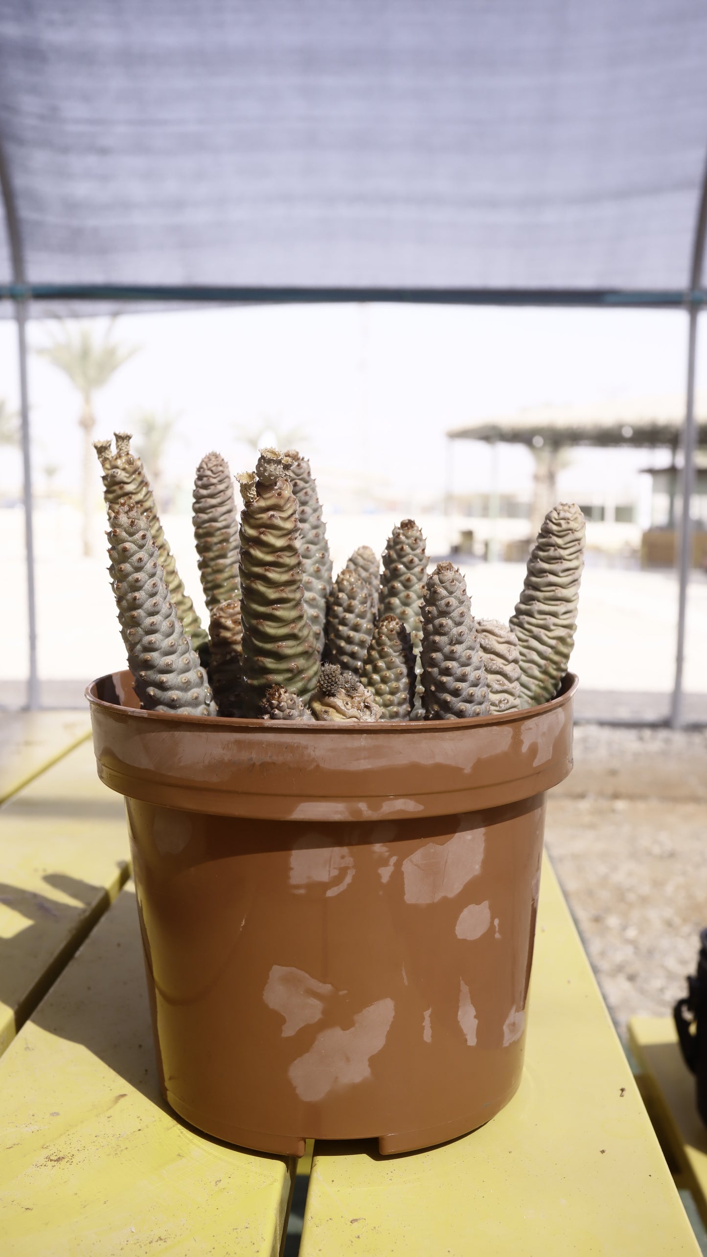 Opuntia strobiliformis