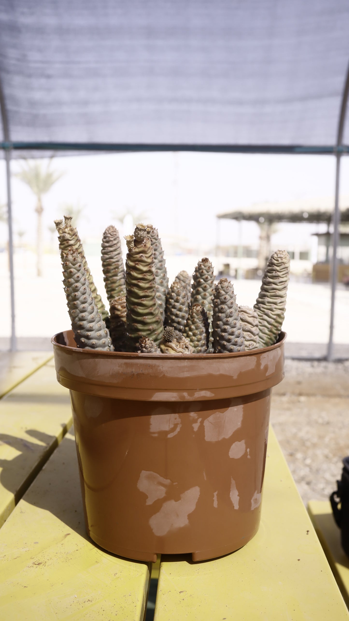 Opuntia strobiliformis
