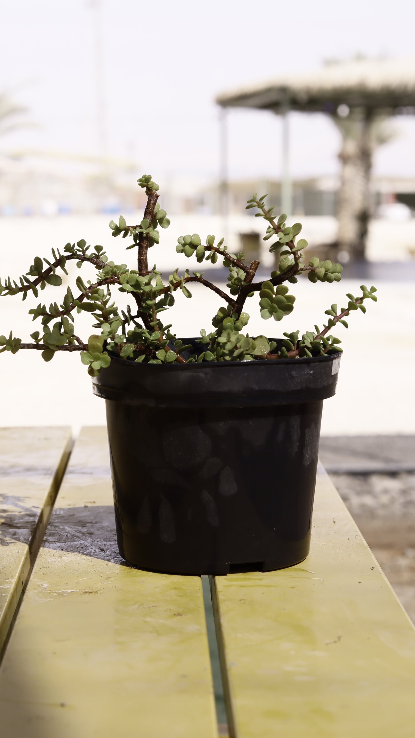 Portulacaria