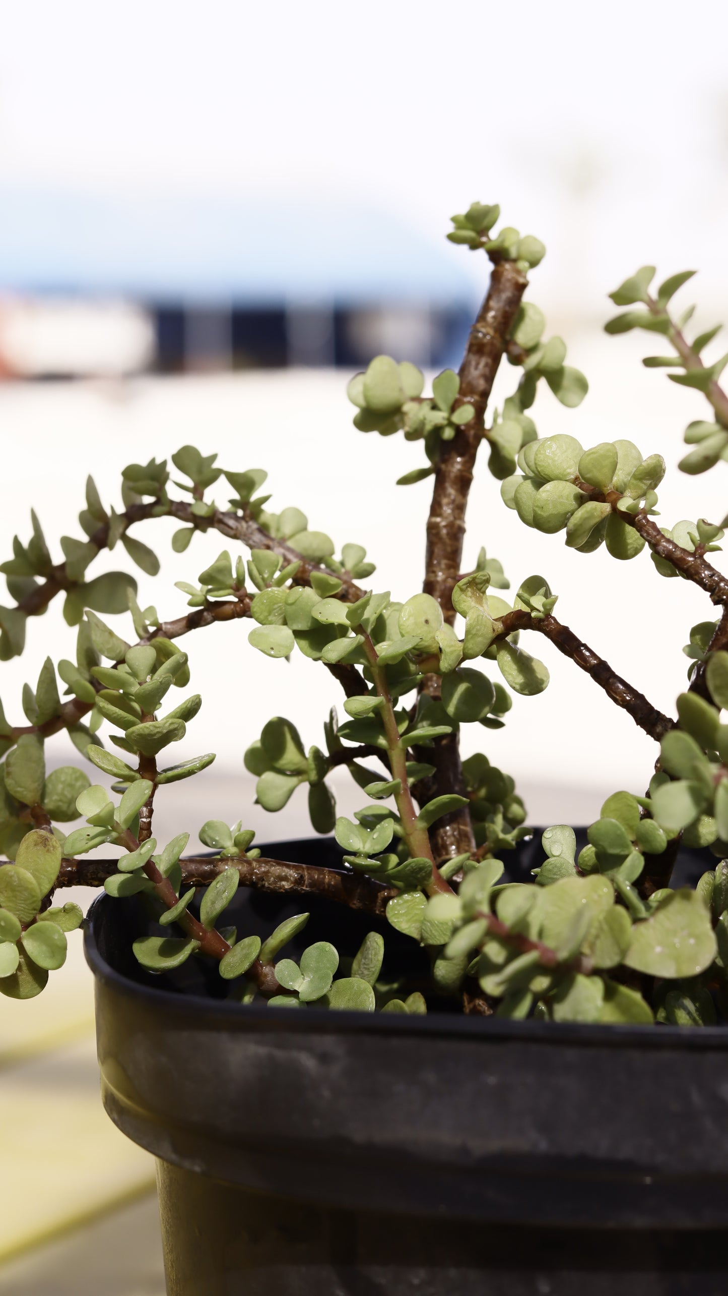 Portulacaria