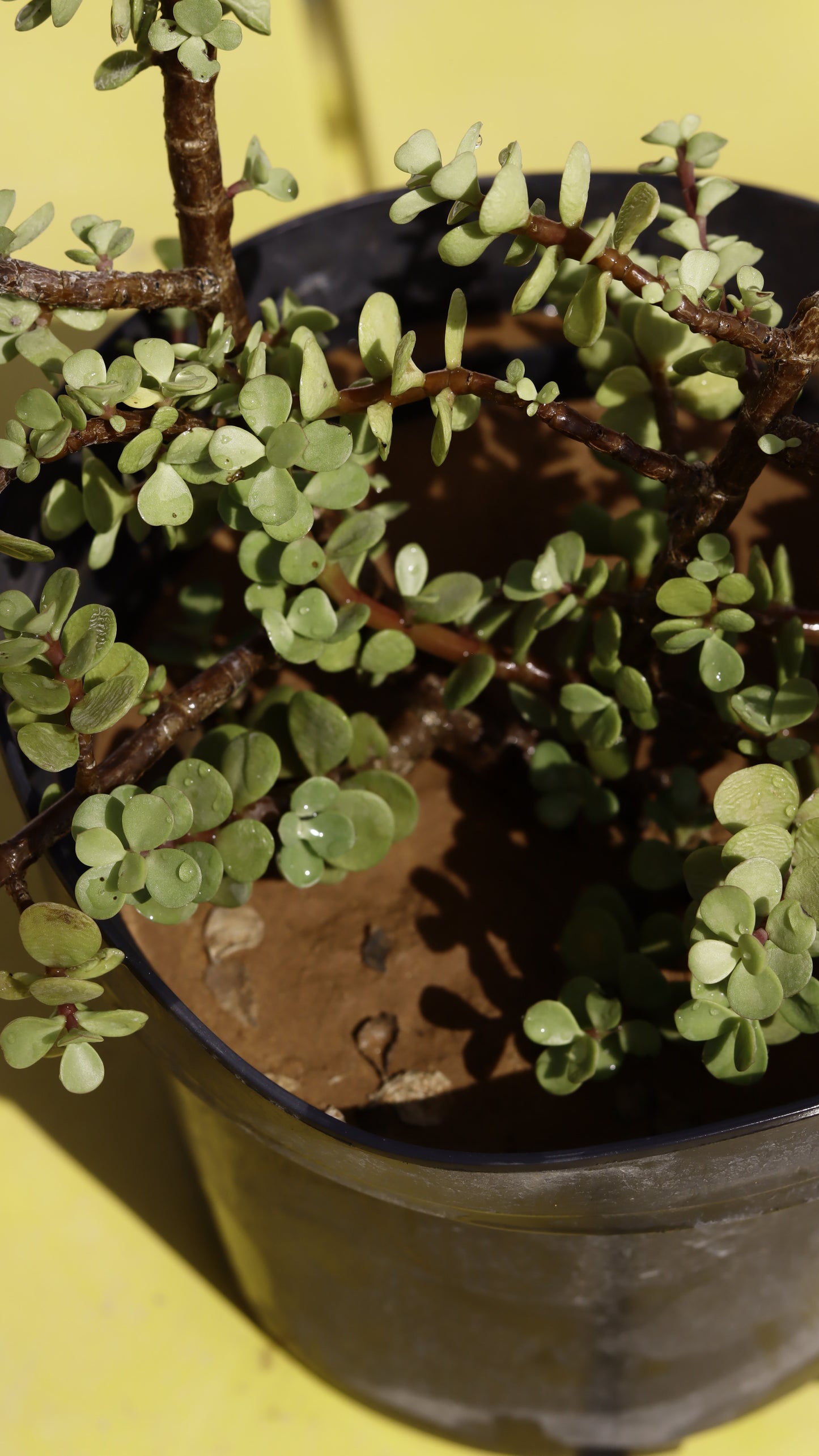 Portulacaria