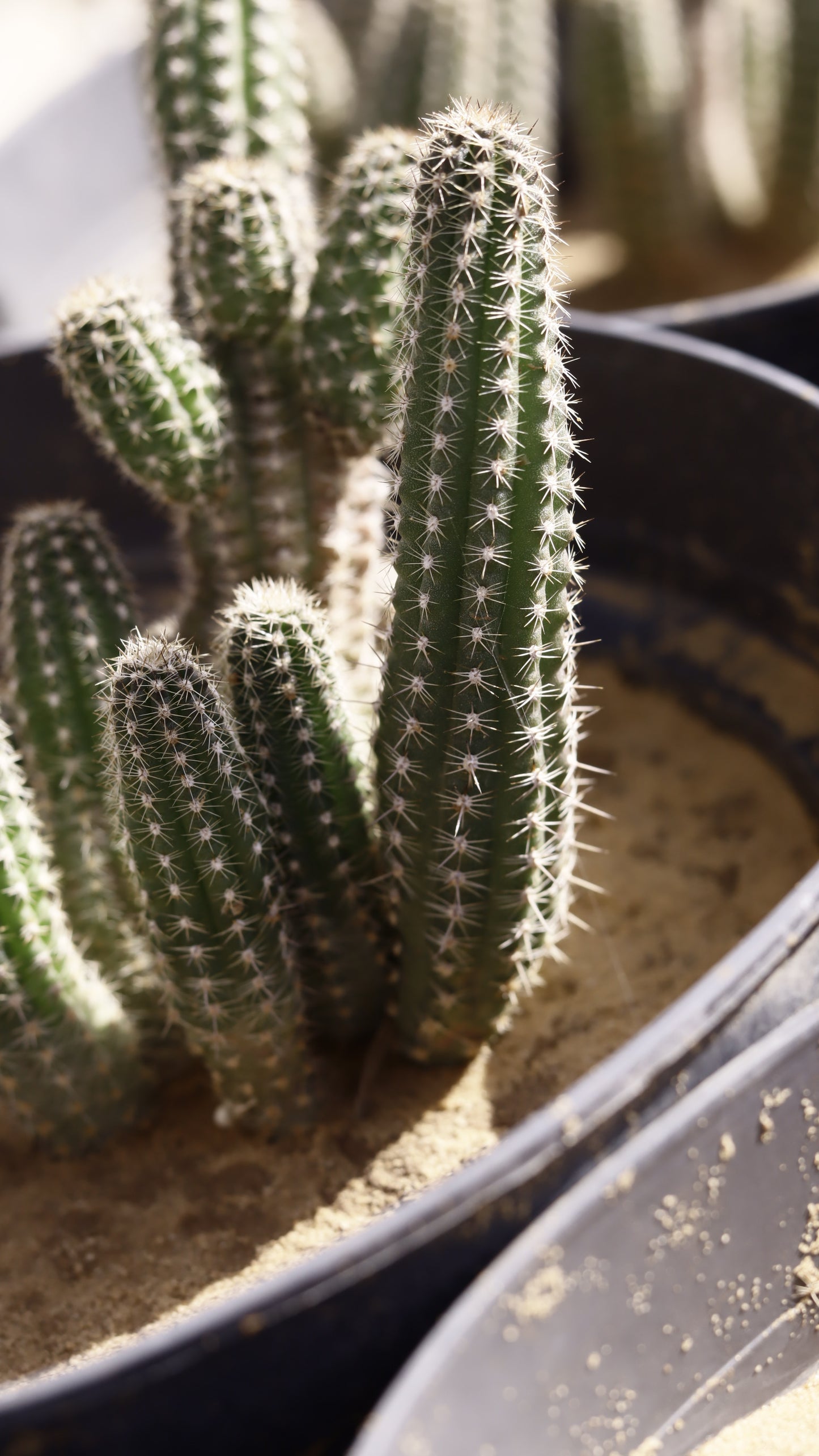 Echinopsis chamaecereus