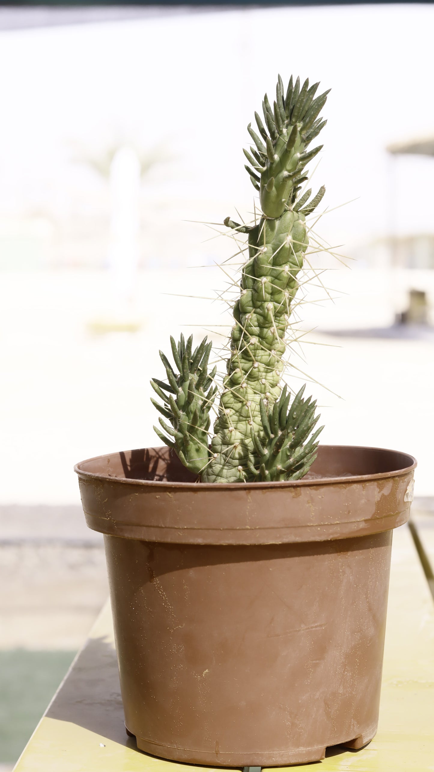 Opuntia verschaffeltii