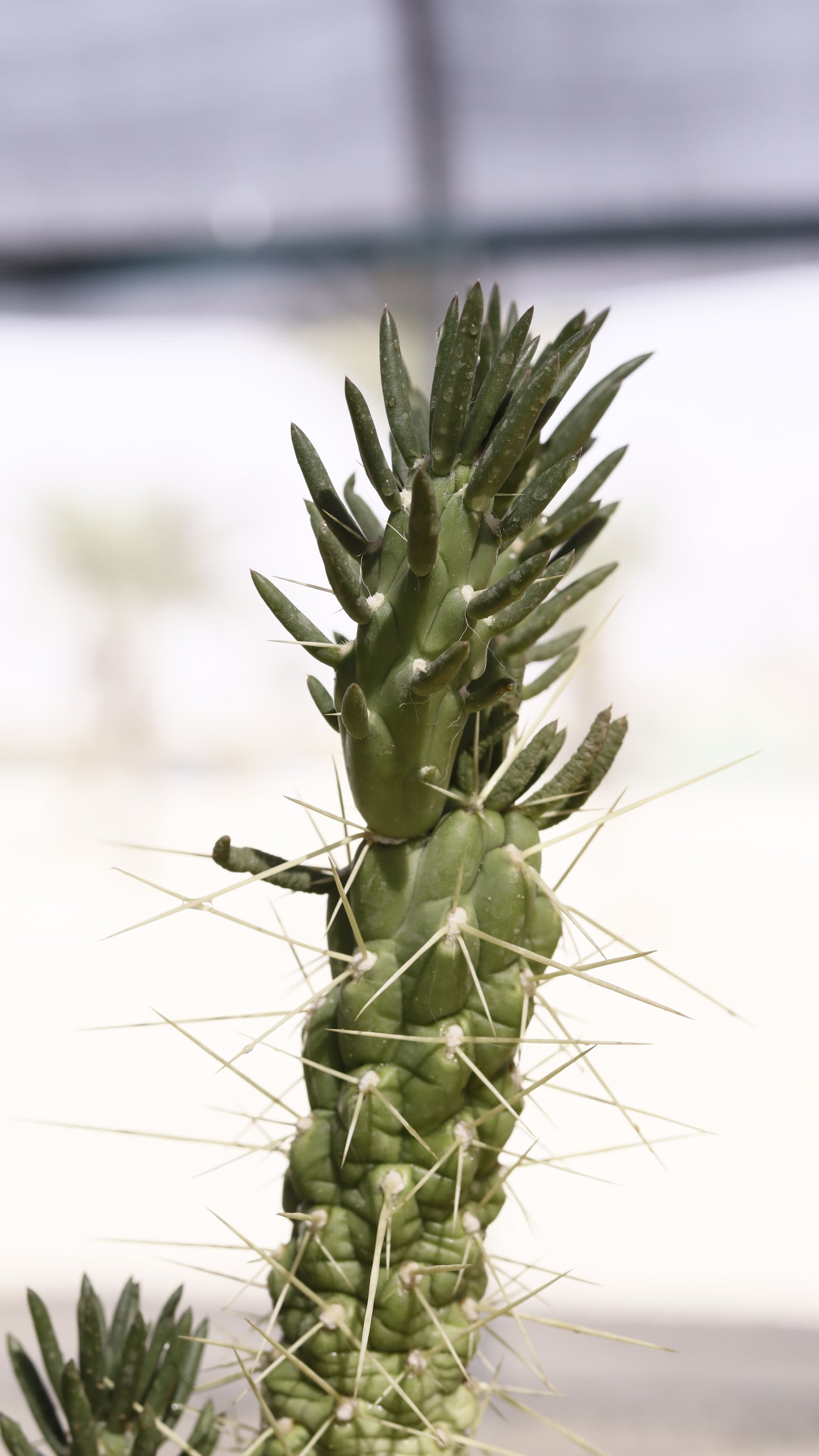 Opuntia verschaffeltii