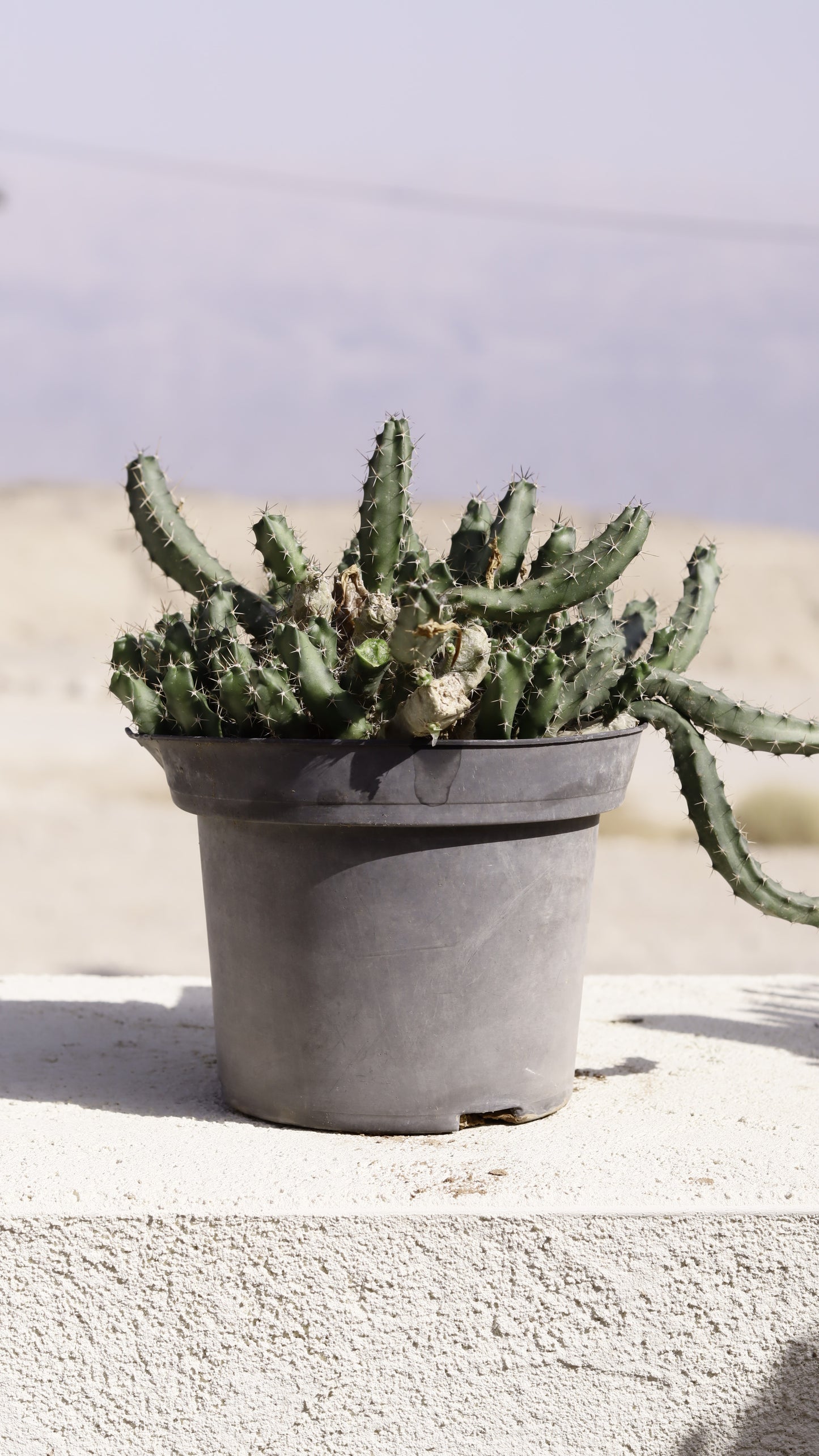 Echinocereus penialophus