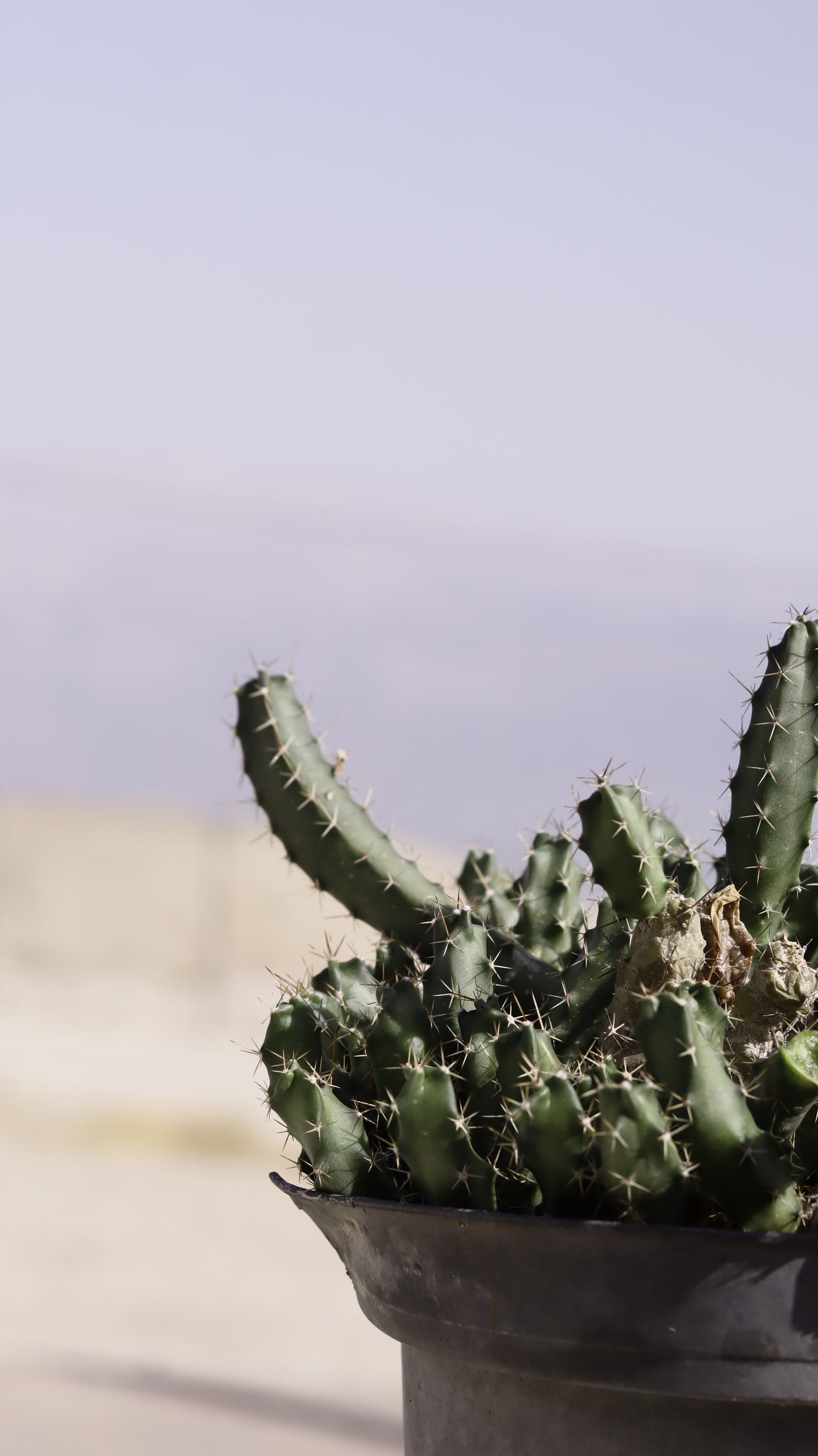 Echinocereus penialophus