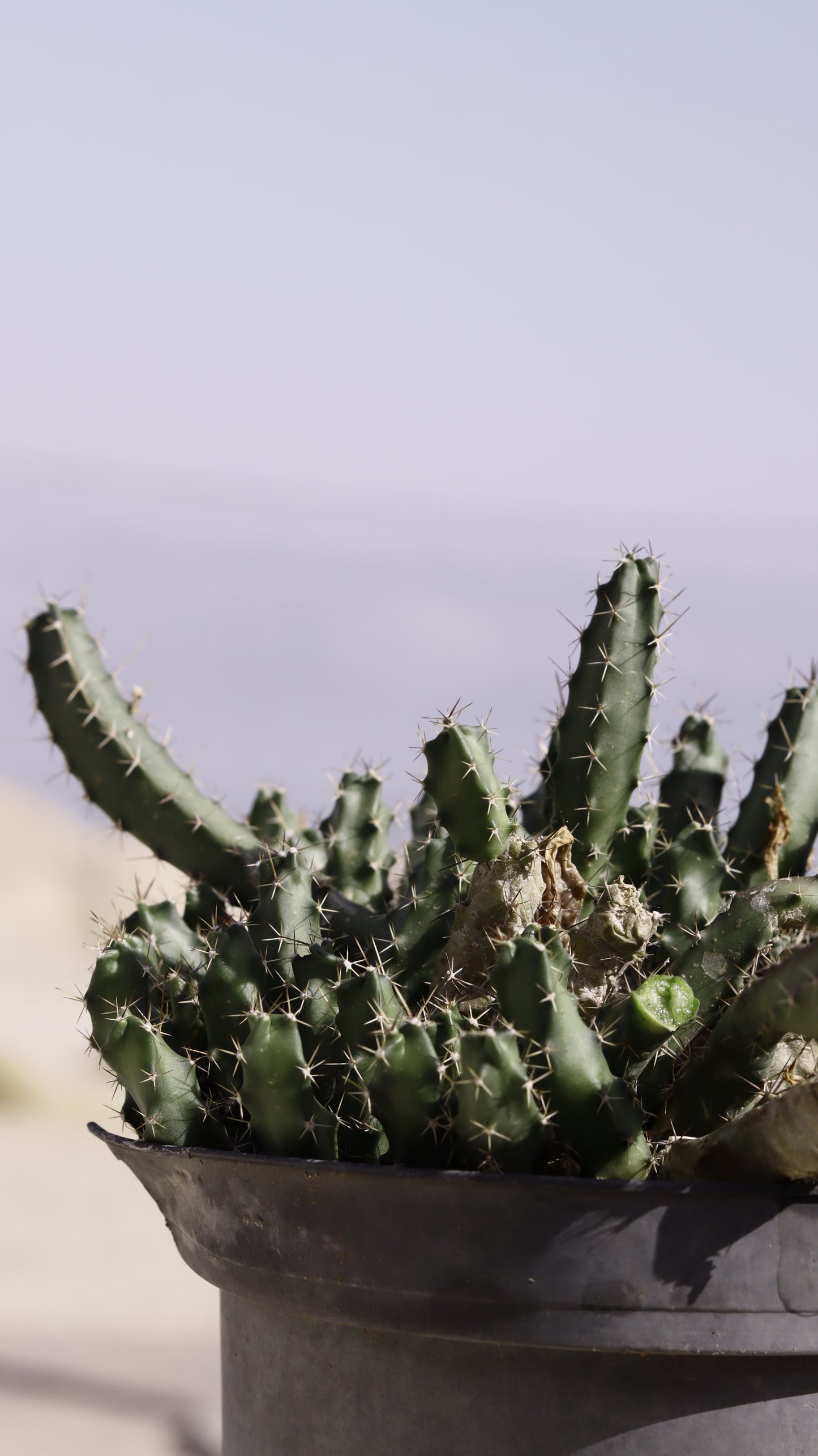 Echinocereus penialophus