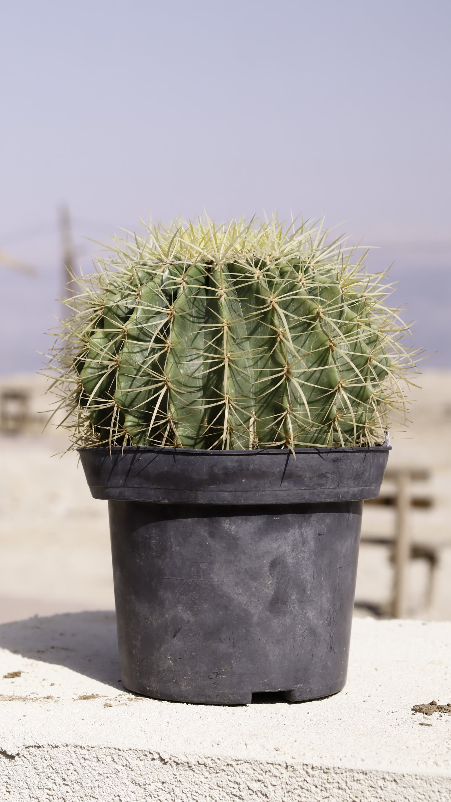 Echinocactus
