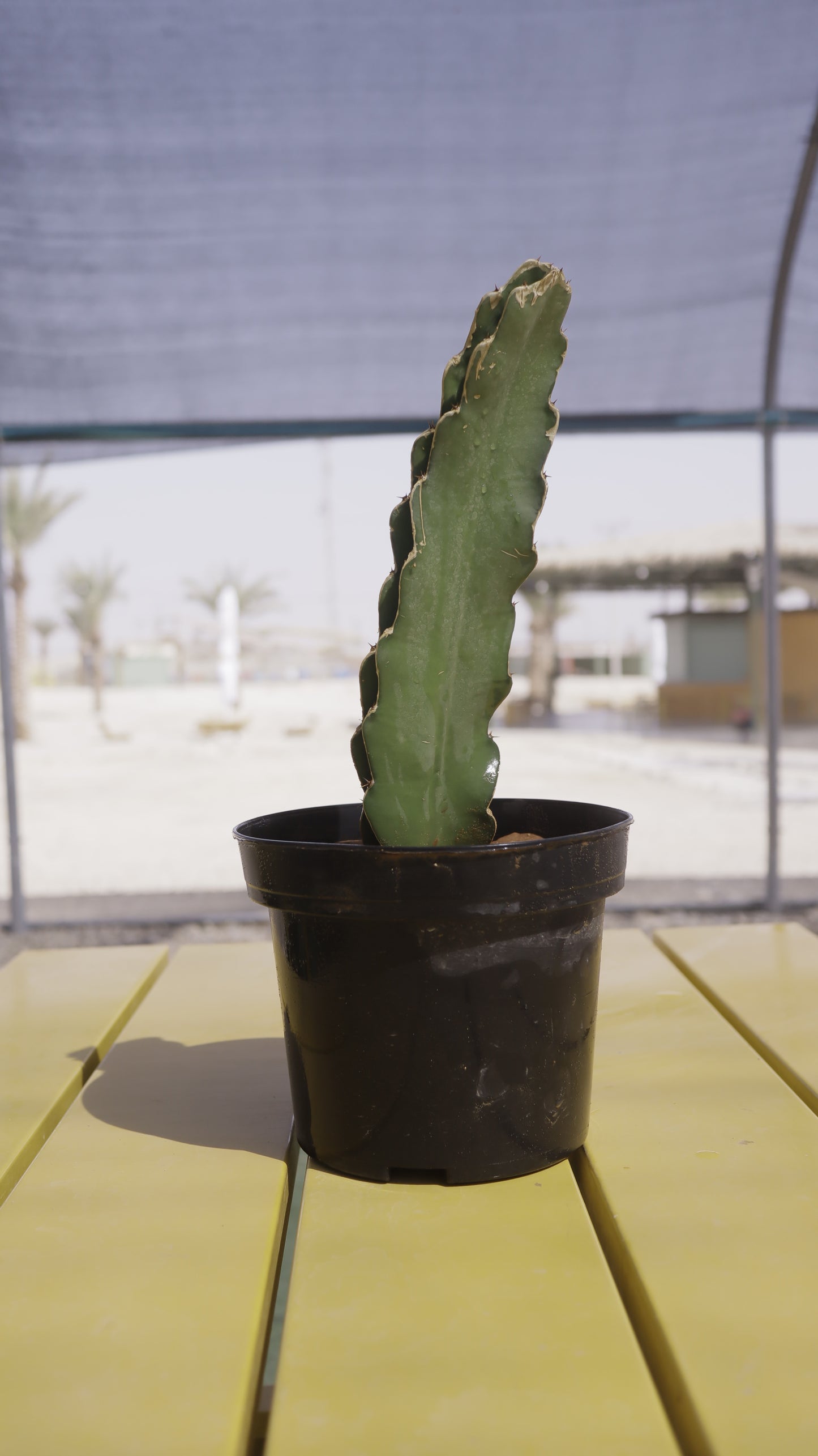 Hylocereus unclotus - מלכת הלילה