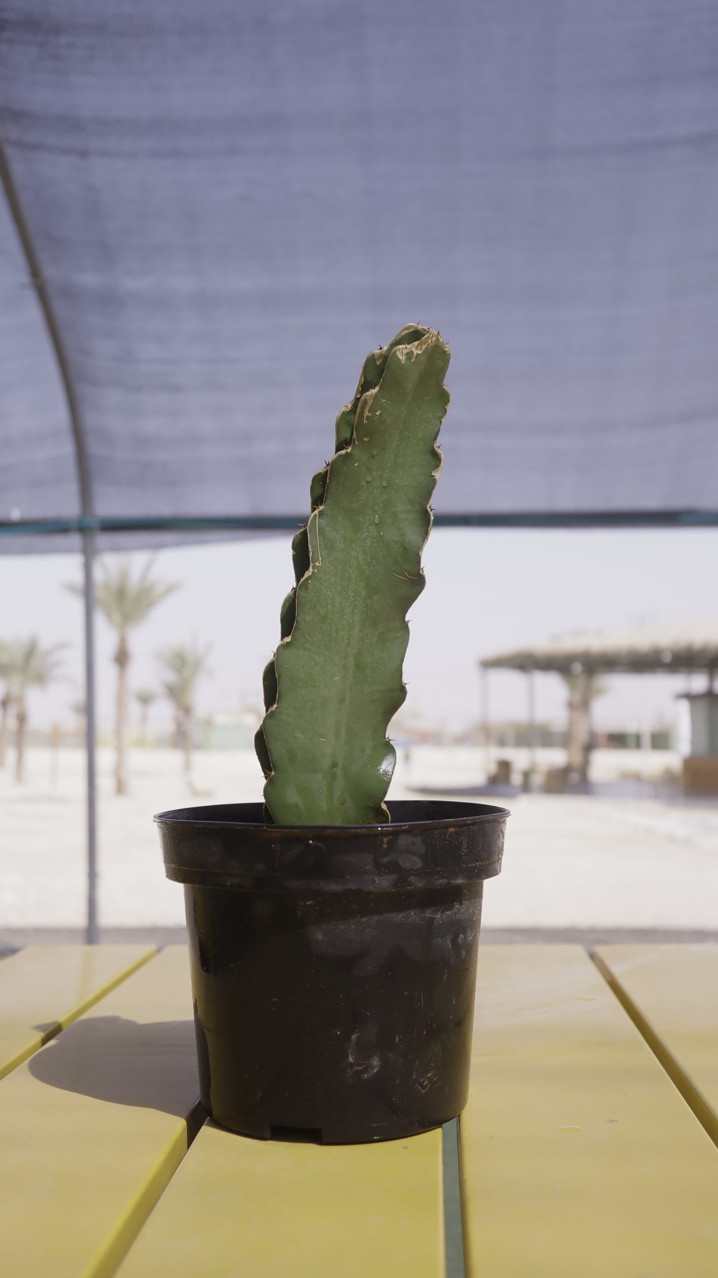 Hylocereus unclotus - מלכת הלילה