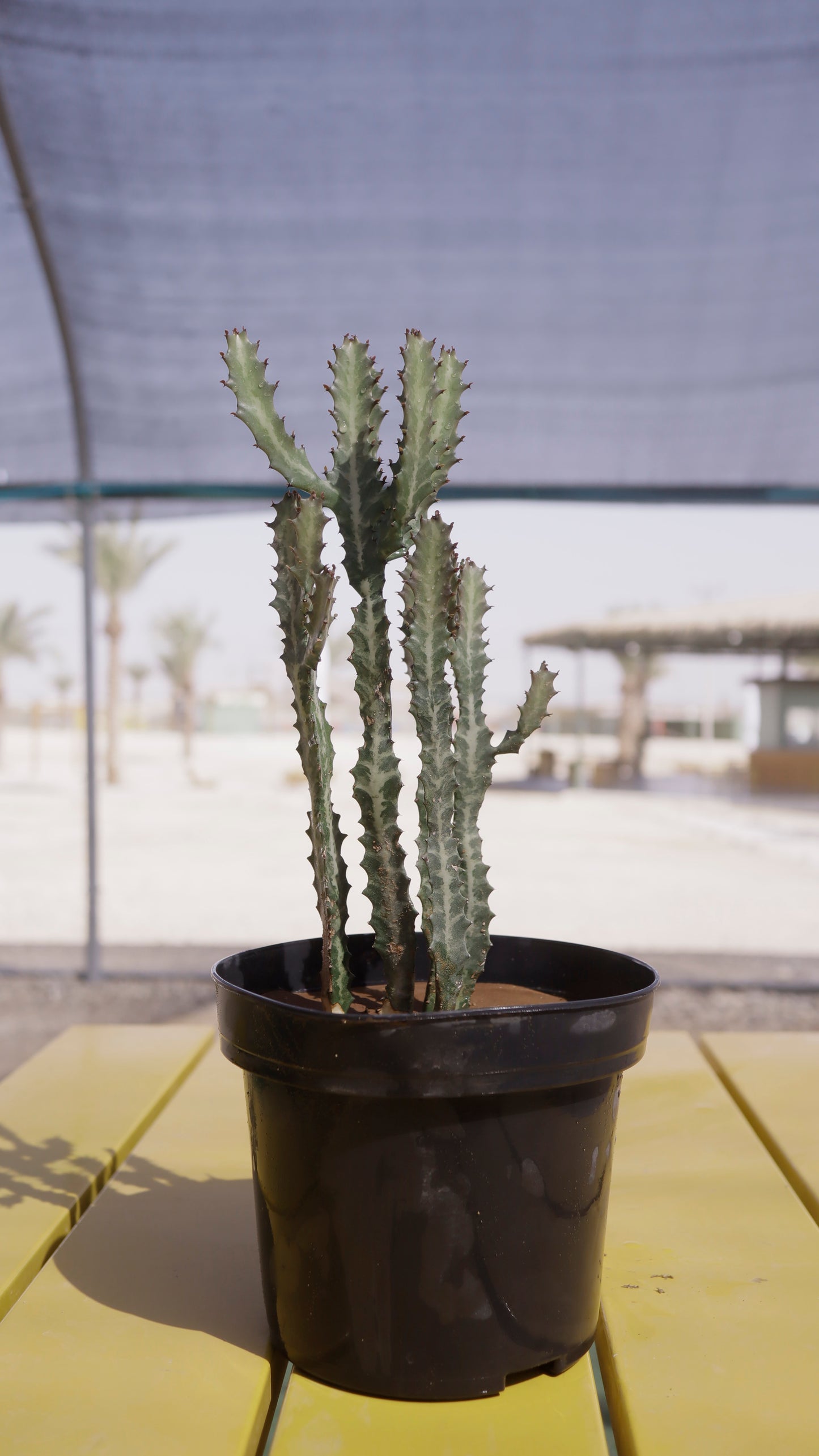 Euphorbia