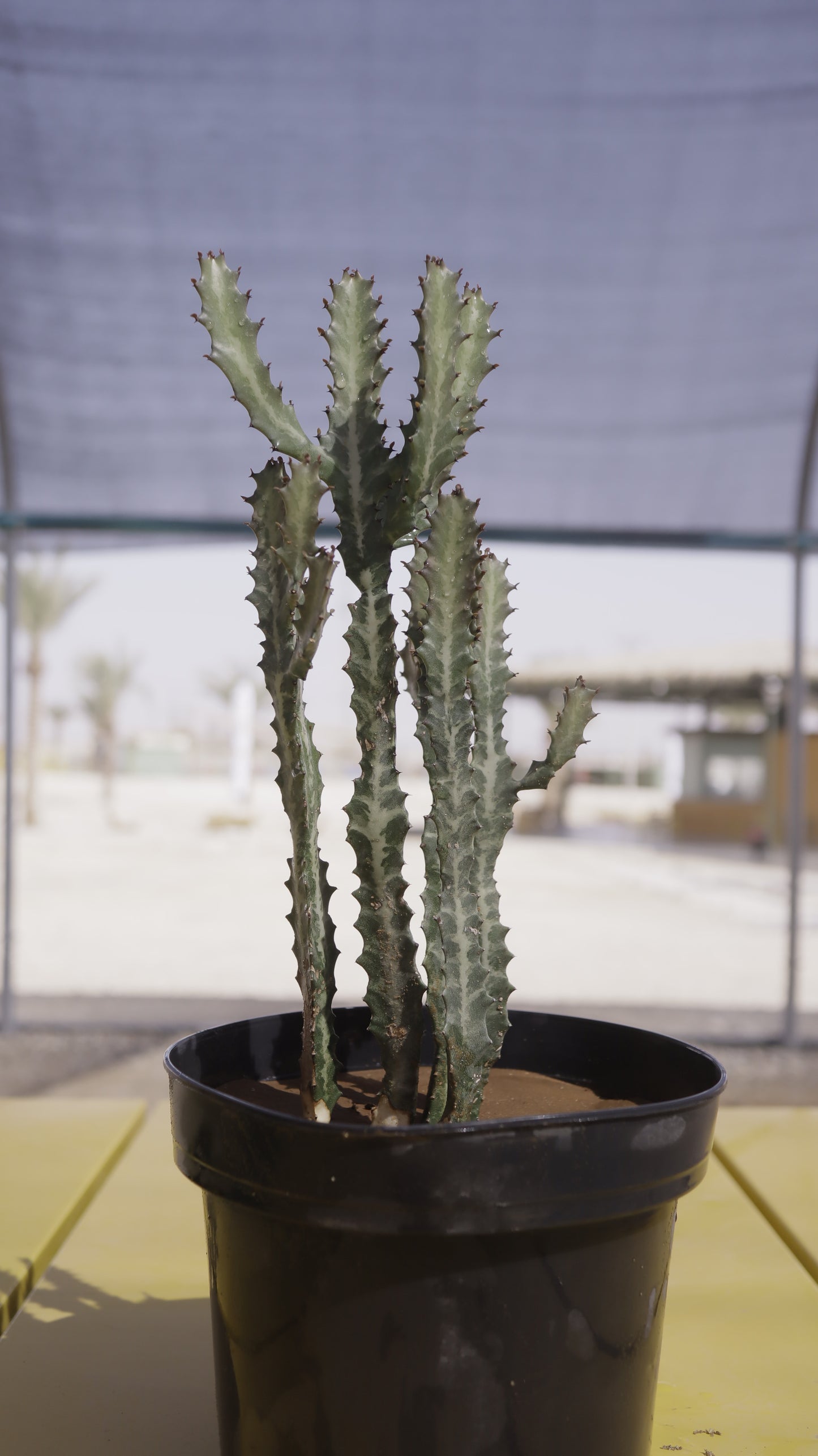 Euphorbia