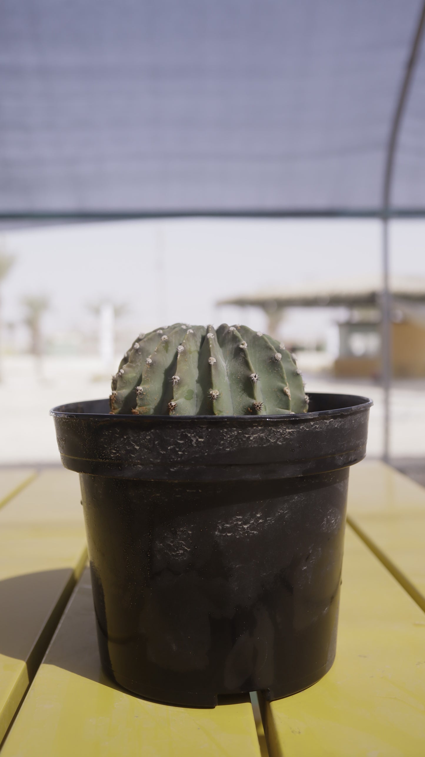 Echinopsis eyriesii