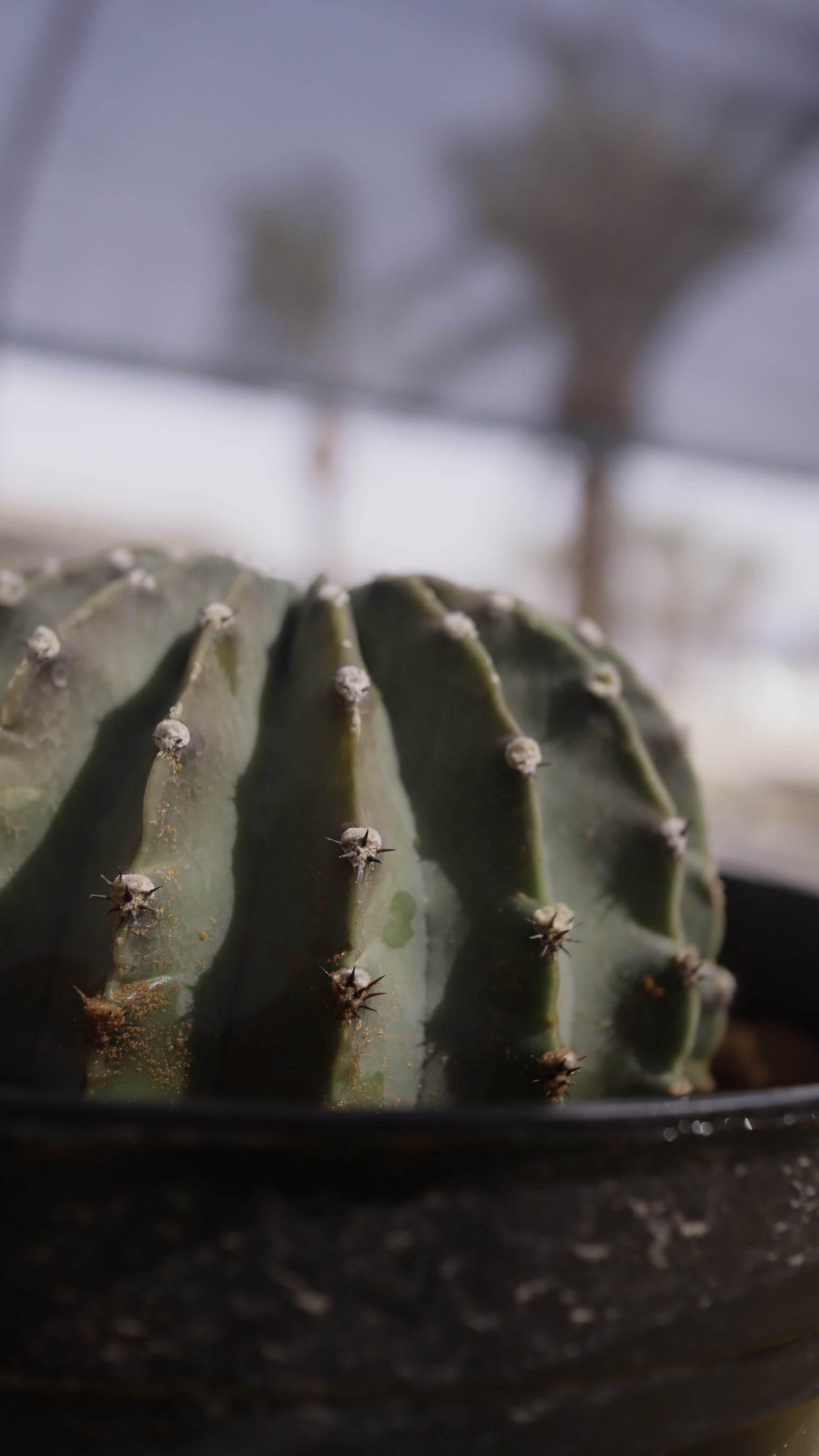 Echinopsis eyriesii