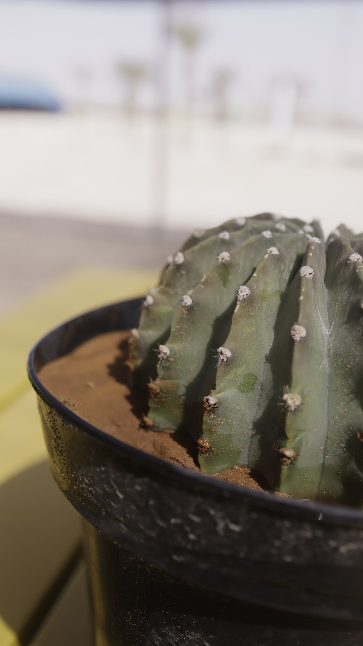 Echinopsis eyriesii