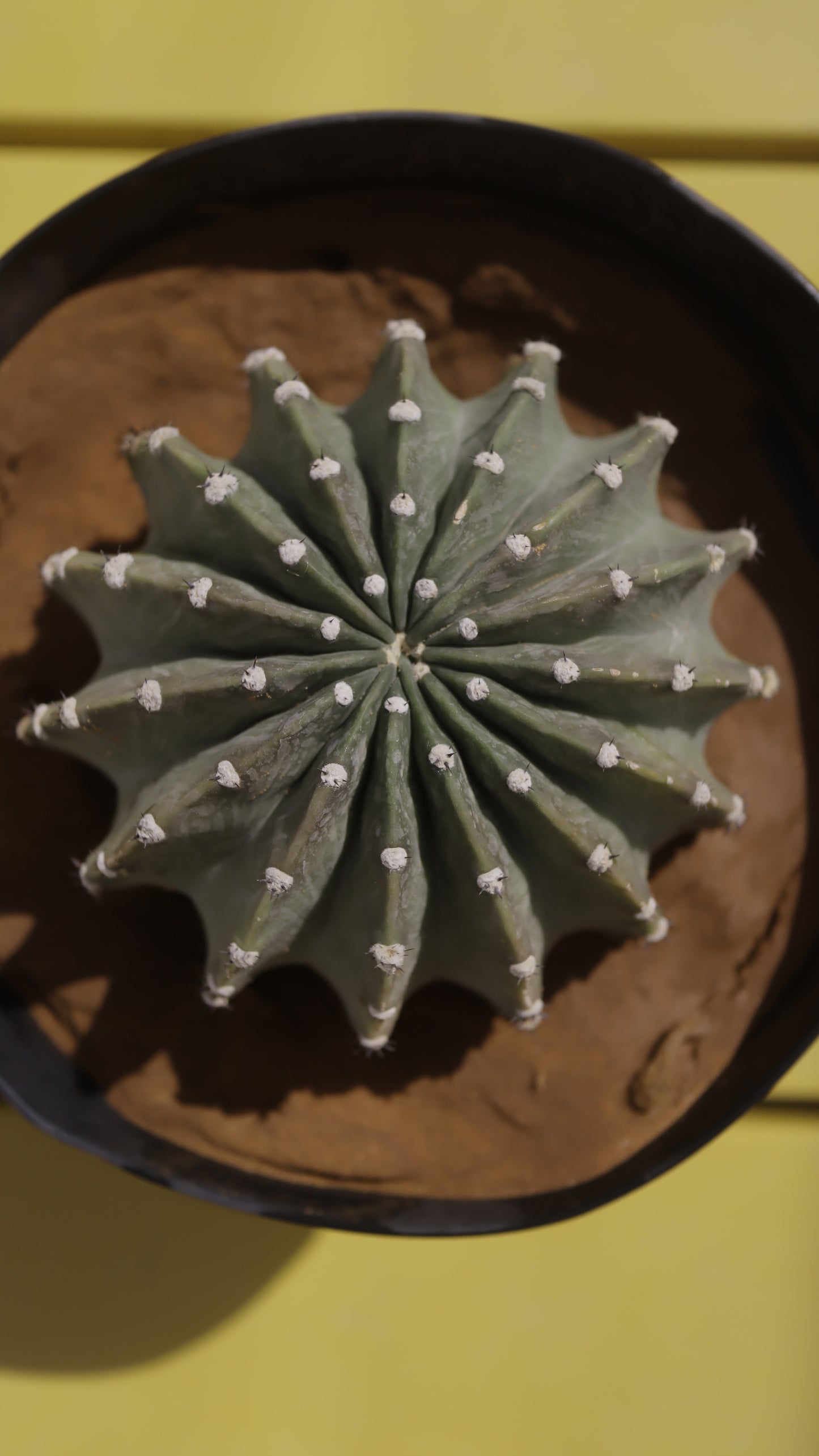Echinopsis eyriesii