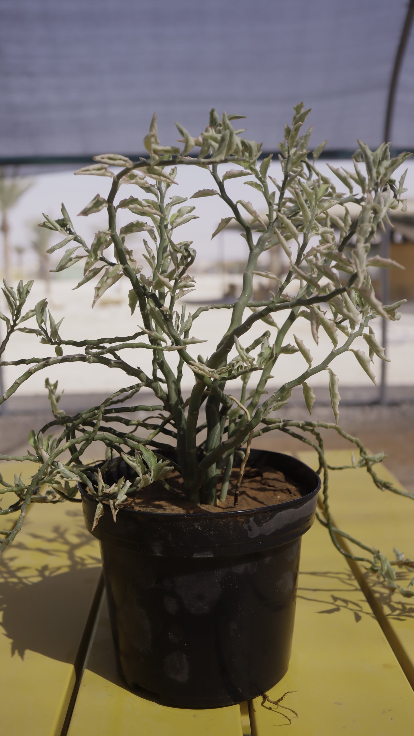 Pedilanthus tith. cucullatus